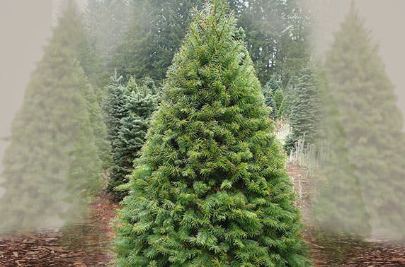 lodgepole real pine christmas trees itison lodgepole real pine christmas trees itison