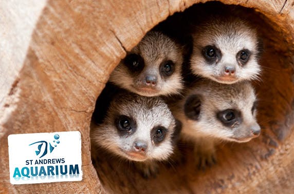 St Andrews Aquarium family pass & feeding experiences