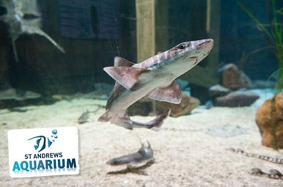St Andrews Aquarium family pass & feeding experiences