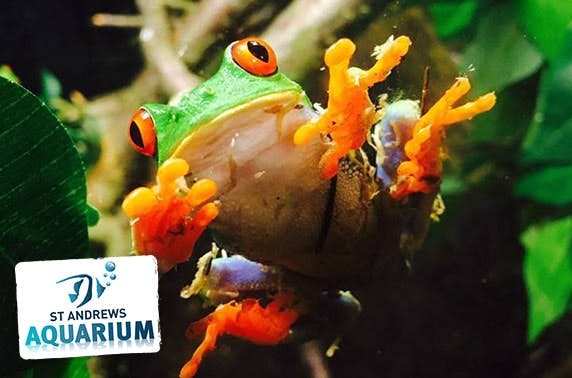St Andrews Aquarium family pass & feeding experiences
