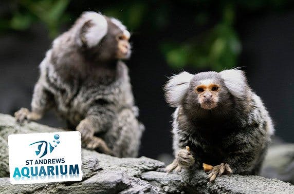 St Andrews Aquarium family pass & feeding experiences