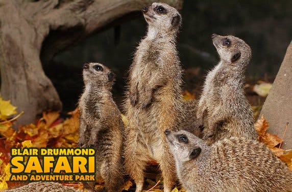 HalloWild at Blair Drummond Safari Park